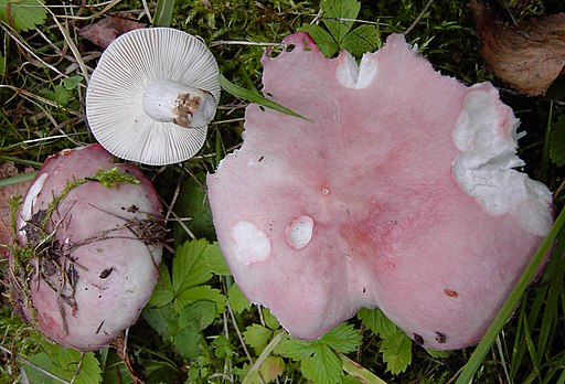 Verblassender Täubling, Russula exalbicans