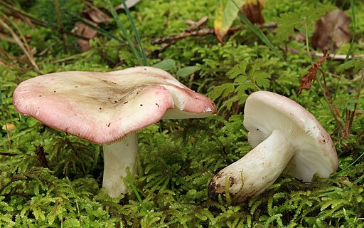 Verblassender Täubling, Russula exalbicans
