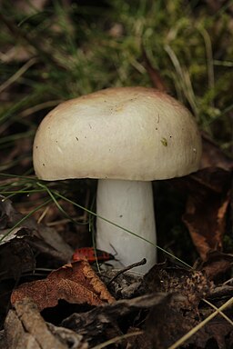 Verblassender Täubling, Russula exalbicans
