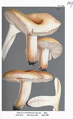 Gallen-Täubling, Russula fellea