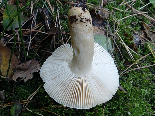 Gallen-Täubling, Russula fellea