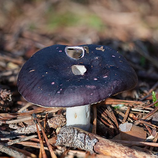 Scharfer Glanz-Täubling, Russula firmula