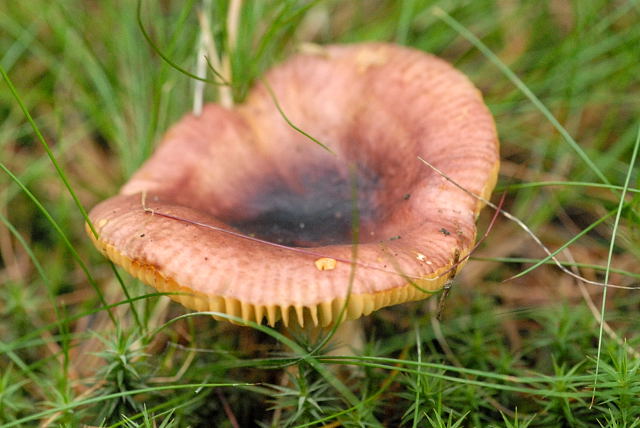 Scharfer Glanz-Täubling, Russula firmula