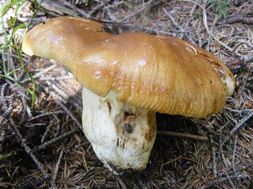 Stink-Täubling, Russula foetens