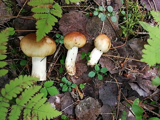 Stink-Täubling, Russula foetens