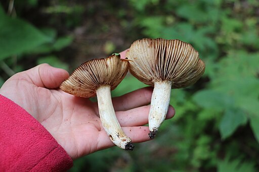 Stink-Täubling, Russula foetens