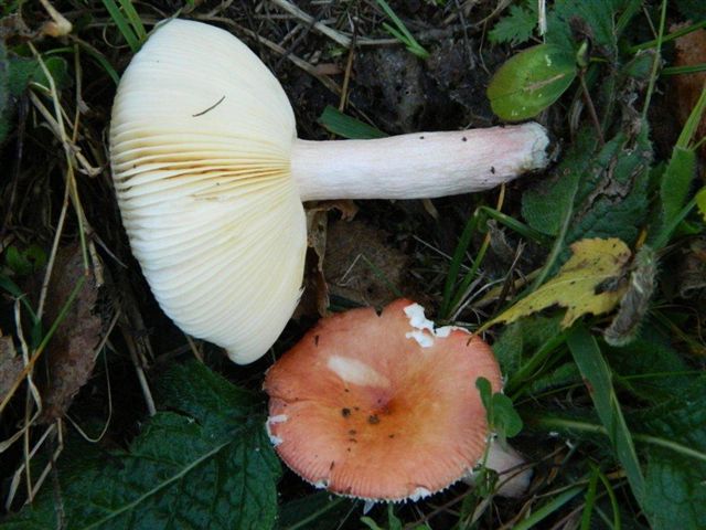 Rotstieliger Zwerg-Täubling