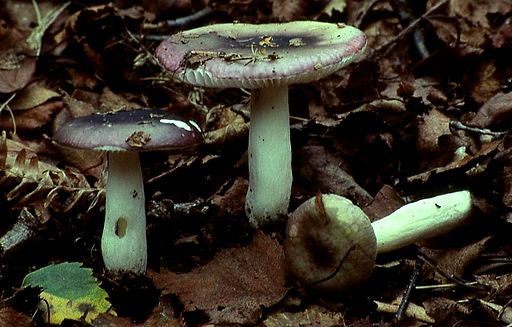 Wechselfarbiger Spei-Täubling, Russula fragilis