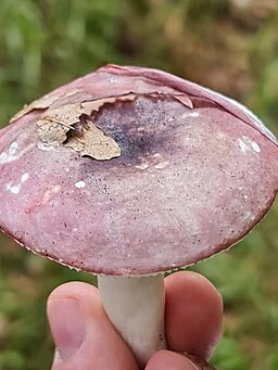 Wechselfarbiger Spei-Täubling, Russula fragilis