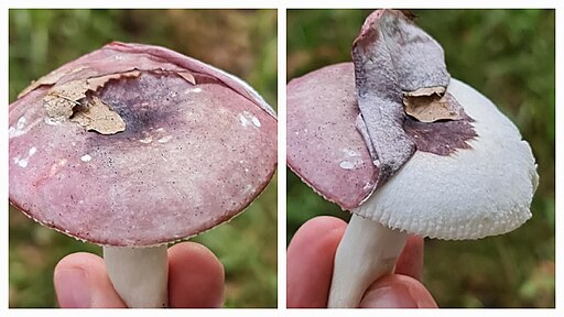Wechselfarbiger Spei-Täubling, Russula fragilis