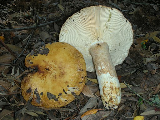 Starkduftender Stink-Täubling, Russula fragrantissima