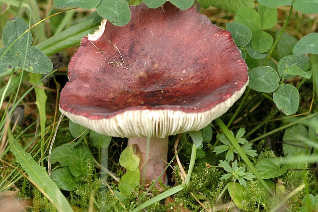 Dunkelroter Stachelbeer-Täubling