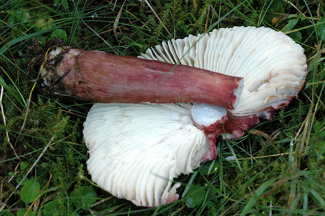 Dunkelroter Stachelbeer-Täubling, Russula fuscorubroides