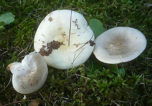 Blasser Täubling, Russula galochroa