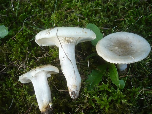 Blasser Täubling, Russula galochroa