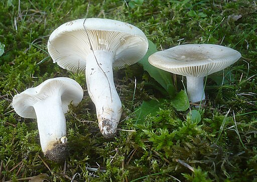 Blasser Täubling, Russula galochroa