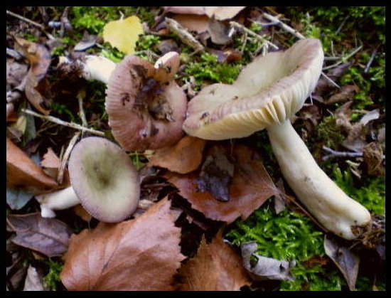 Zarter Birken-Täubling, Russula gracillima