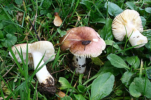 Fleischvioletter Herings-Täubling, Russula graveolens