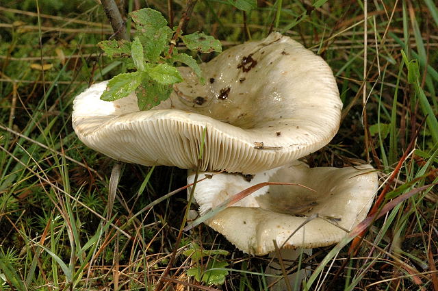Tauben-Täubling, Russula grisea