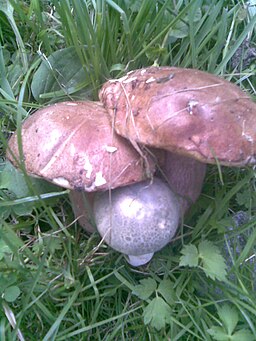 Tauben-Täubling, Russula grisea