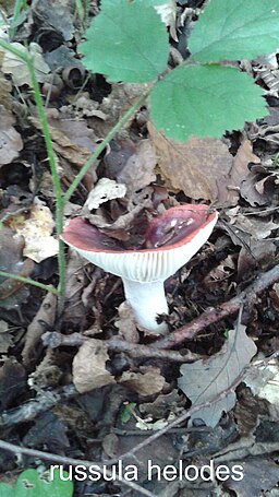 Sumpf-Täubling, Russula helodes