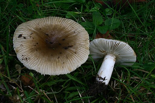 Milder Kamm-Täubling, Russula insignis