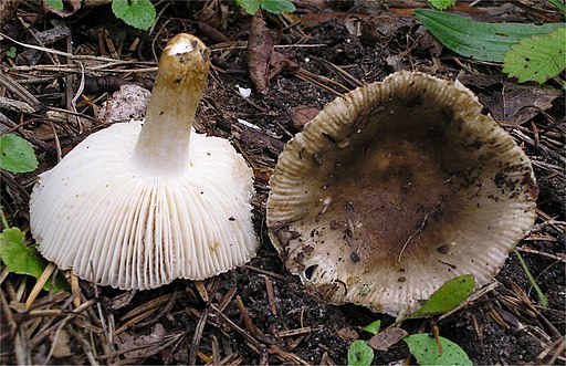 Milder Kamm-Täubling, Russula insignis