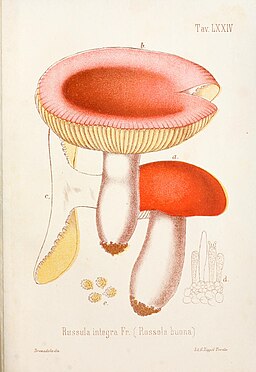 Brauner Leder-Täubling, Russula integra