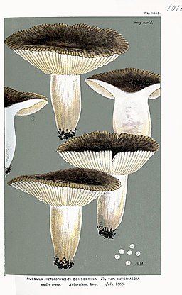 Weicher Dotter-Täubling, Russula intermedia