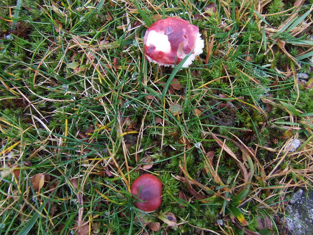Lackierter Täubling, Russula laccata