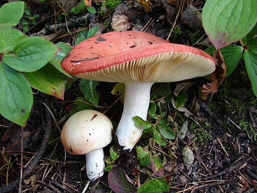 Freudiger Täubling, Russula laeta
