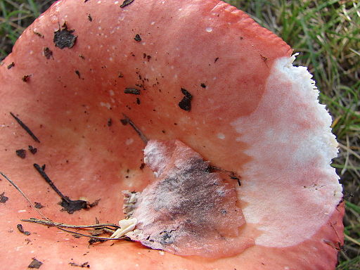 Freudiger Täubling, Russula laeta