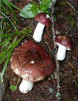 Lärchen-Weich-Täubling
