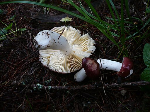 Lärchen-Weich-Täubling, Russula laricina