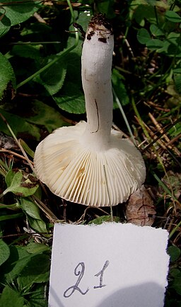 Lärchen-Weich-Täubling, Russula laricina
