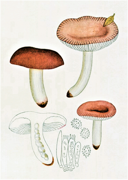 Rotstieliger Reif-Täubling, Russula lilacea
