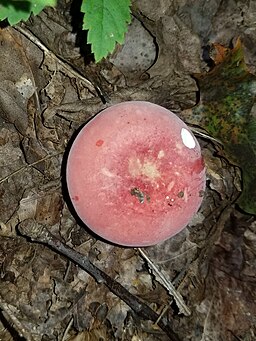 Gelbfleckender Täubling, Russula luteotacta