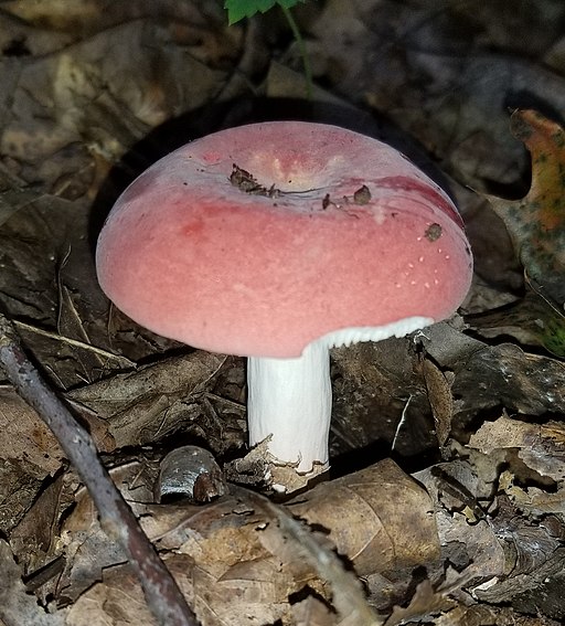 Gelbfleckender Täubling, Russula luteotacta