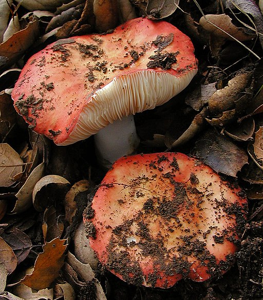 Gefleckter Täubling, Russula maculata