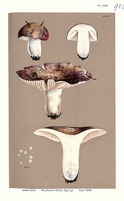Gefleckter Täubling, Russula maculata