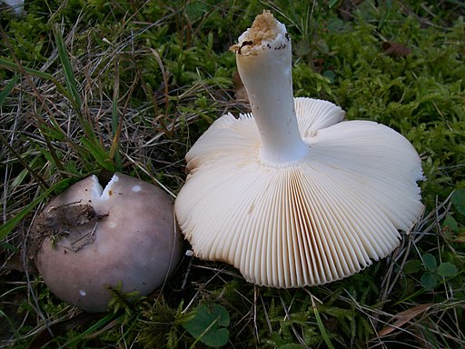 Falscher Frauen-Täubling, Russula medullata