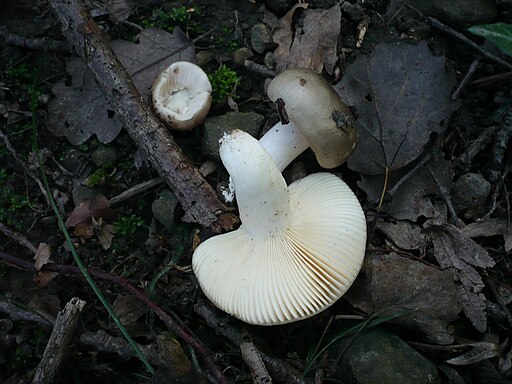 Falscher Frauen-Täubling, Russula medullata