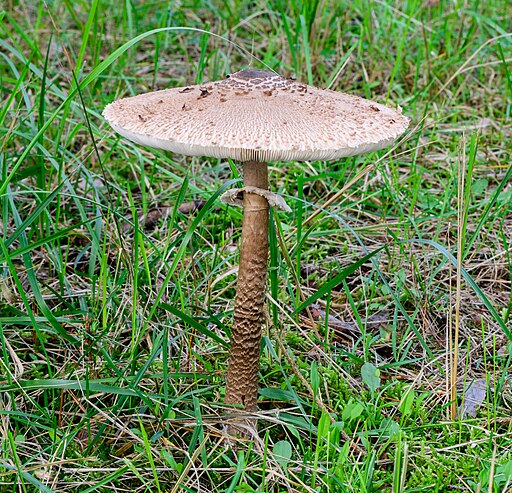Palisander-Täubling, Russula melitodes