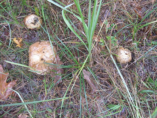 Palisander-Täubling, Russula melitodes