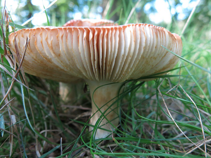 Honig-Täubling, Russula melliolens