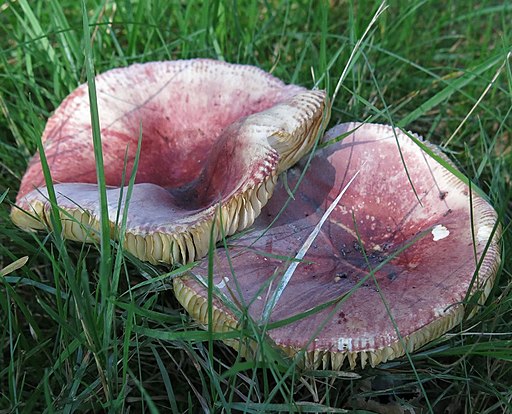 Honig-Täubling, Russula melliolens