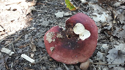 Honig-Täubling, Russula melliolens