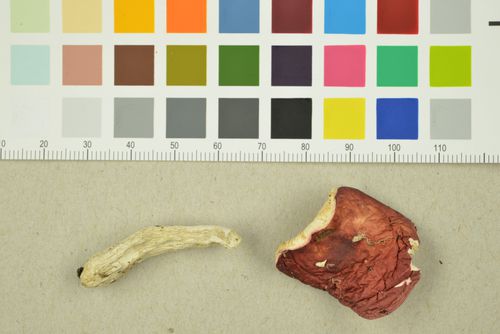Kleiner Rosa-Täubling, Russula minutula