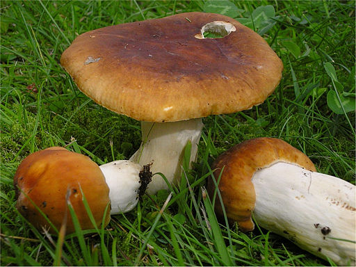 Wiesel-Täubling, Russula mustelina