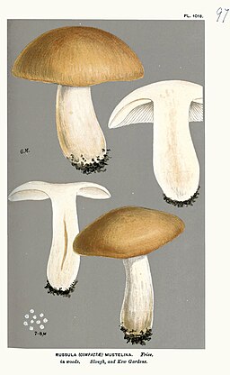 Wiesel-Täubling, Russula mustelina